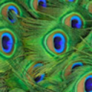 Meet your Posher, Mona